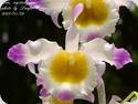 Dendrobium crystalinum